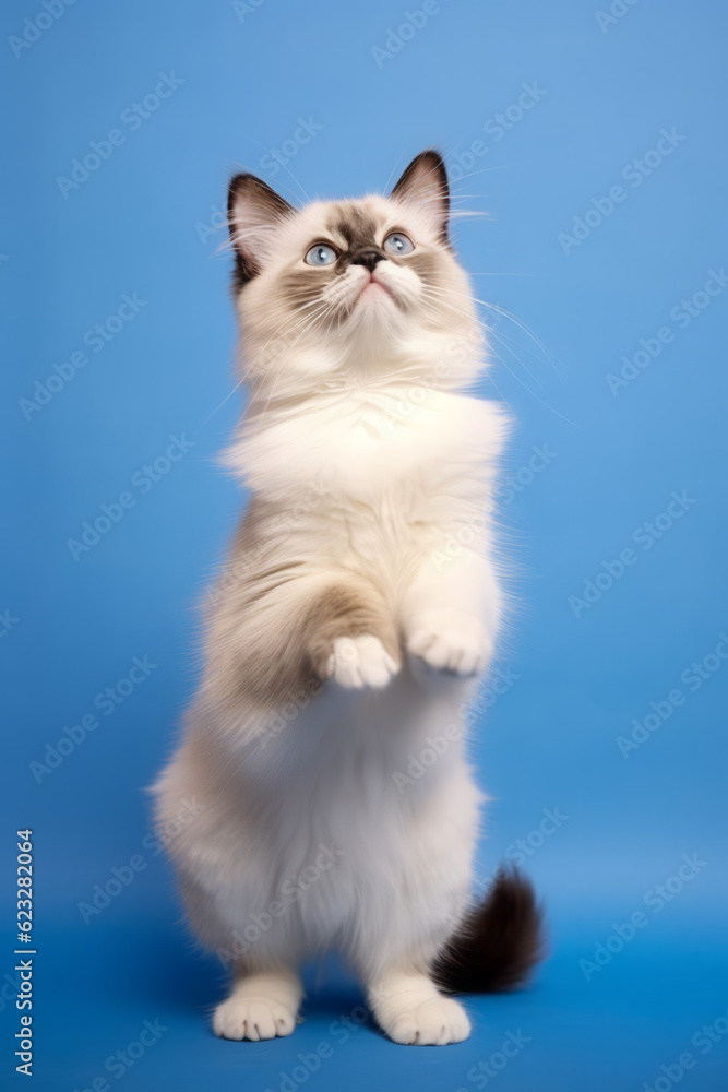 Very cute Ragdoll in nature, national geography, Wide life animals. AI Generated.