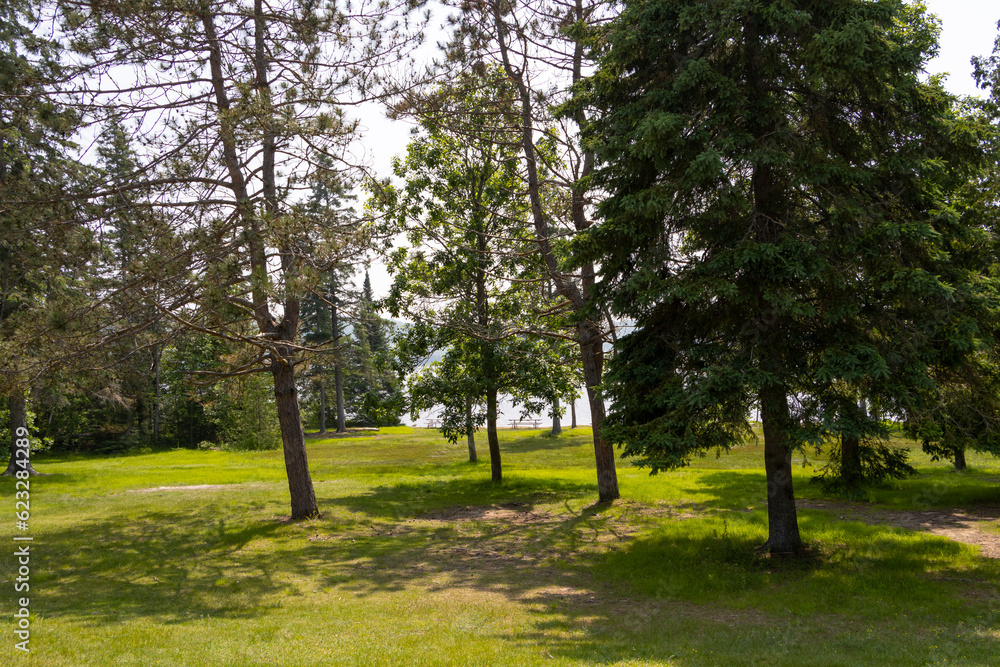 trees in the park trees in the park