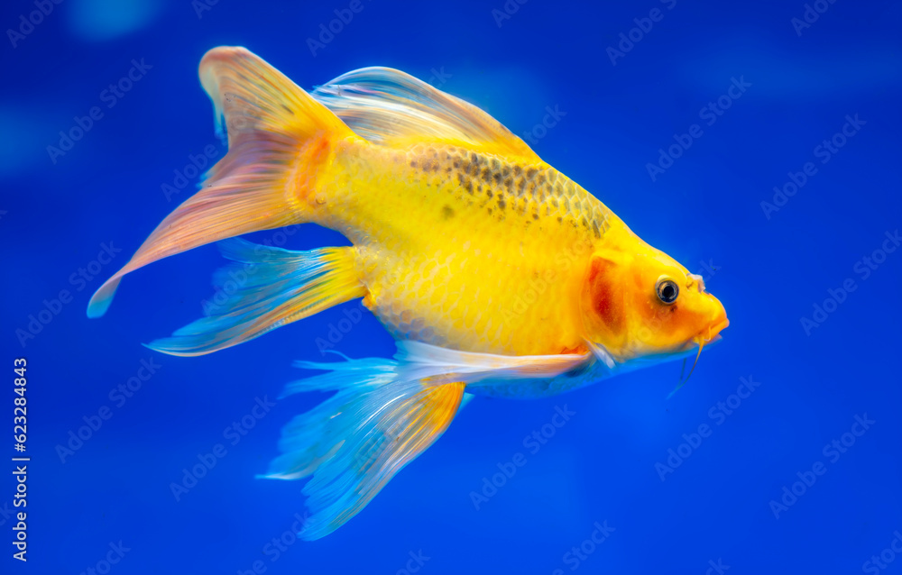 Colorful butterfly koi in the aquarium. This is a species of ornamental fish used to decorate in the house or garden