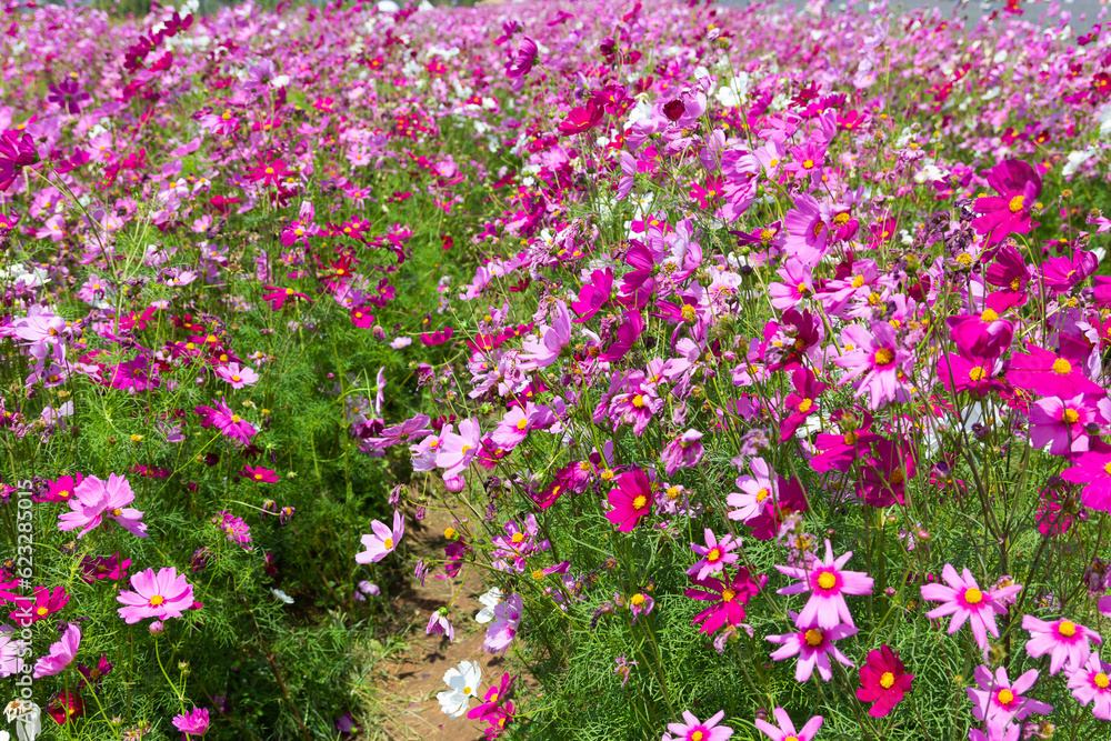 Cosmos flower (Cosmos Bipinnatus) Cosmos flower (Cosmos Bipinnatus)