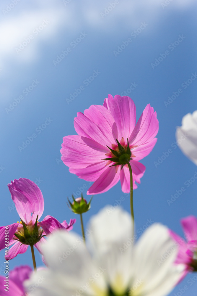 Cosmos flower (Cosmos Bipinnatus)