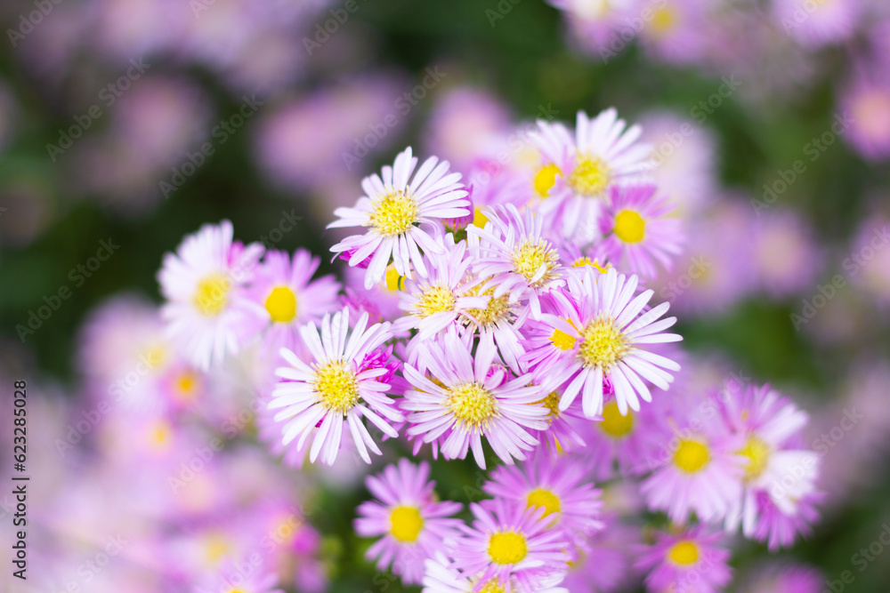 Beautiful pink chrysanthemum flower background Beautiful pink chrysanthemum flower background
