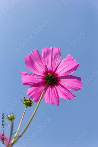 Cosmos flower (Cosmos Bipinnatus)