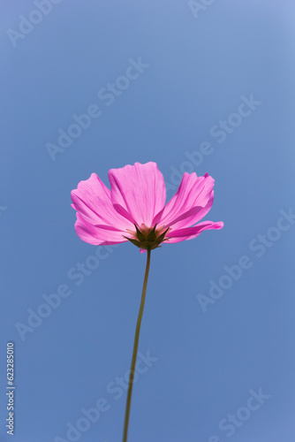 Cosmos flower (Cosmos Bipinnatus)