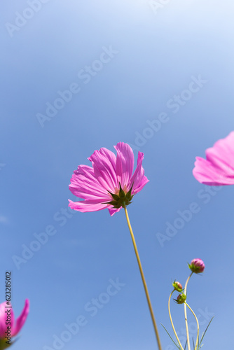 Cosmos flower  Cosmos Bipinnatus 