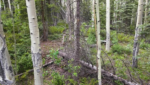 Tracking POV Shot of Aspen and Pine Tree Forest
