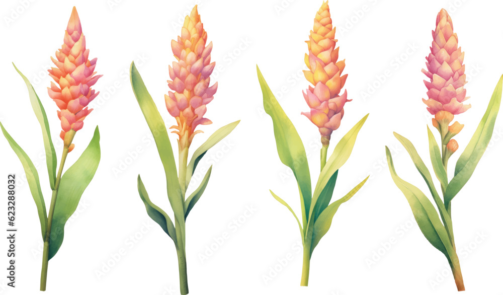 Ginger root, lemongrass and turmeric flower watercolor vector