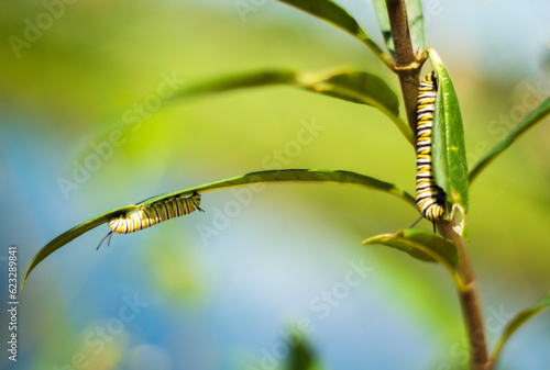 Canvas Print The monarch caterpillar is recognized by its black, white, and yellow-green vertical stripes