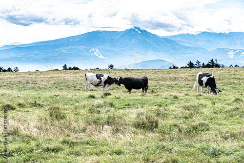 Cows in Utsukushigahara Plateau photo