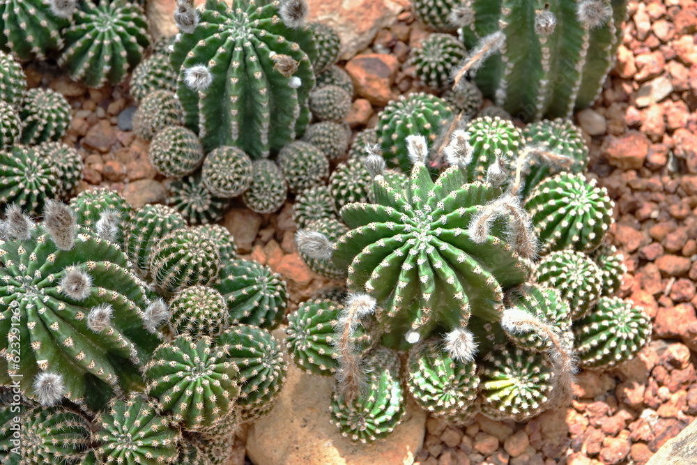 Cactus, The densely thorny Cactus tree under the sunlight looks beautiful. Cactus, The densely thorny Cactus tree under the sunlight looks beautiful.