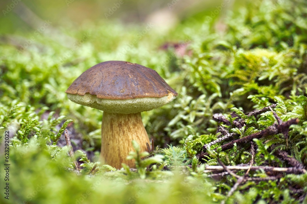 Bay Bolete mushroom growing on lush green moss Bay Bolete mushroom growing on lush green moss