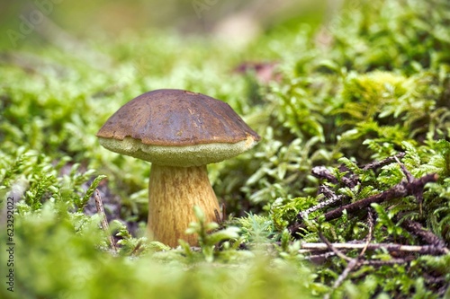 Bay Bolete mushroom growing on lush green moss
