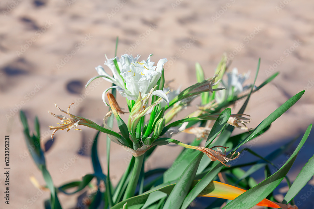 Obraz premium White flowers on the sandy beach , Selective focus