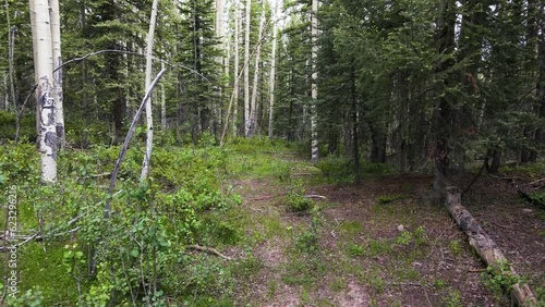 Aspen and Pine Tree Forest POV Steady