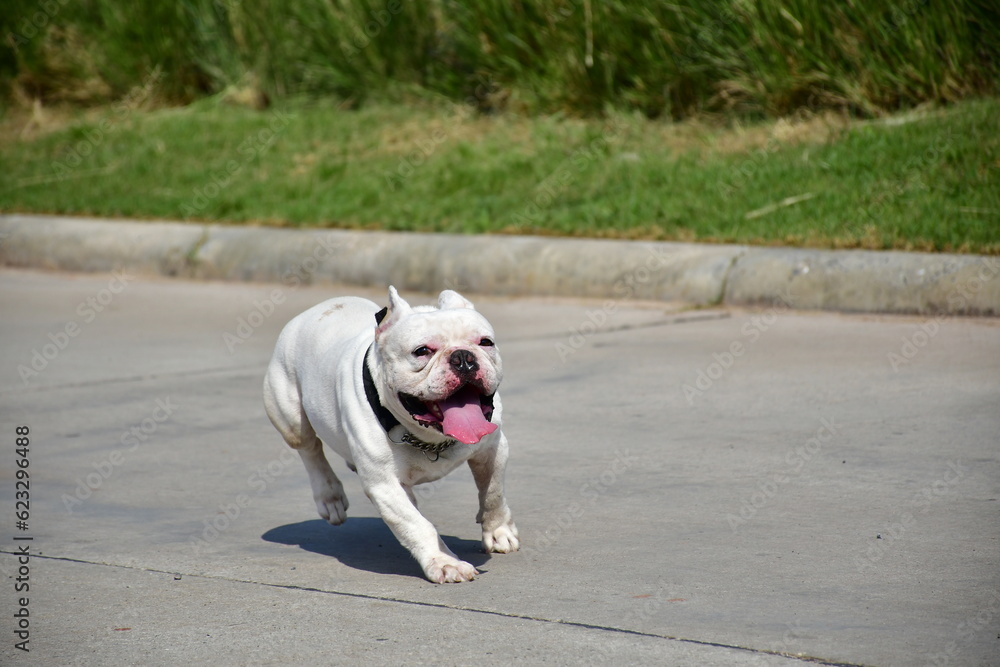 White French bulldog running in a park on a sunny day White French bulldog running in a park on a sunny day