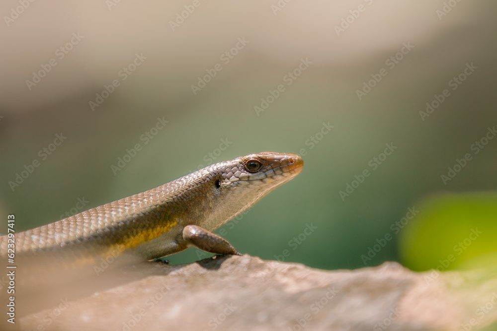 East Indian brown mabuya (Eutropis multifasciata) animal closeup, lizard closeup, brown lizard East Indian brown mabuya (Eutropis multifasciata) animal closeup, lizard closeup, brown lizard
