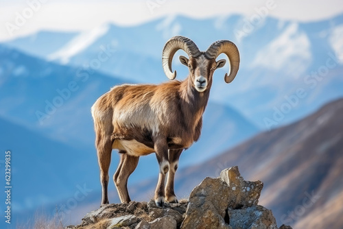 Mountain wild argali on the top of a rock against the backdrop of a mountain landscape