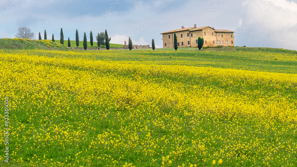 Daytime landscape photo of a stone house in Tuscany, Italy with a field of yellow mustard in the foreground and cypress trees leading up to the house from the left of the frame. Daytime landscape photo of a stone house in Tuscany, Italy with a field of yellow mustard in the foreground and cypress trees leading up to the house from the left of the frame.