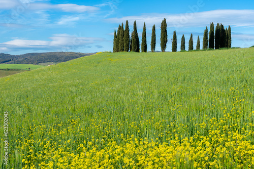 Image of a field of yellow mustard leading up to a group of cypress trees and blue sky with a few white clouds and hills beyond, in Tuscany, Italy.