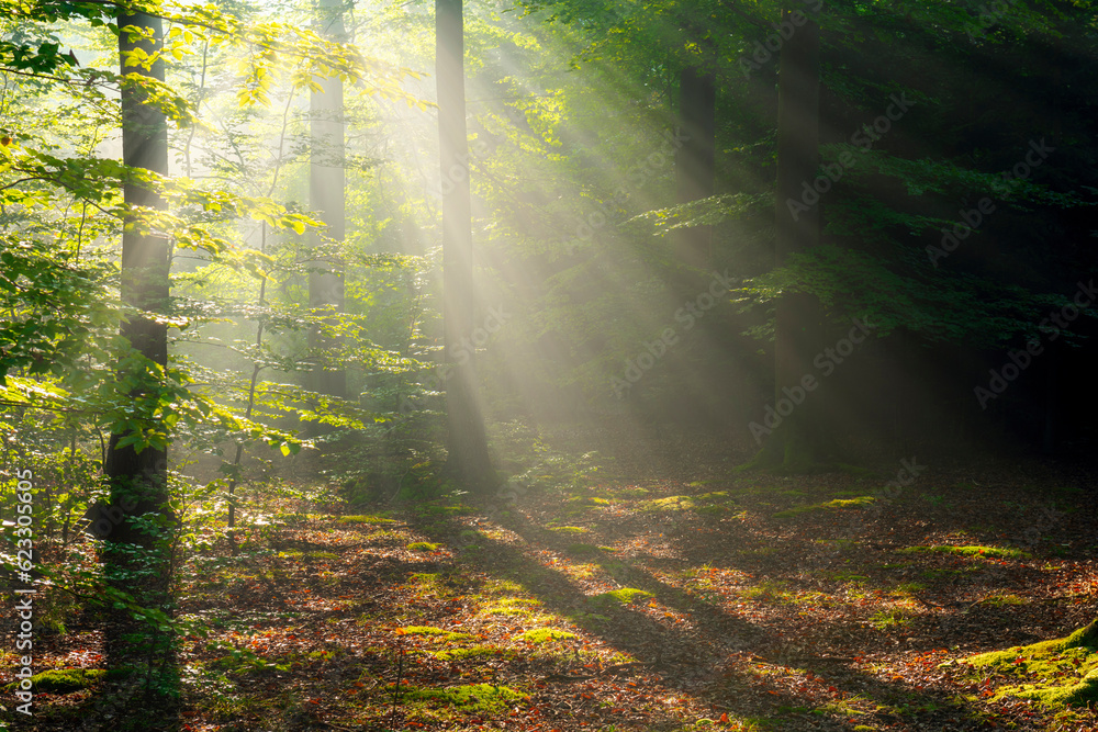 Obraz premium Misty morning in the forest