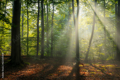 Misty morning in the forest © Piotr Krzeslak