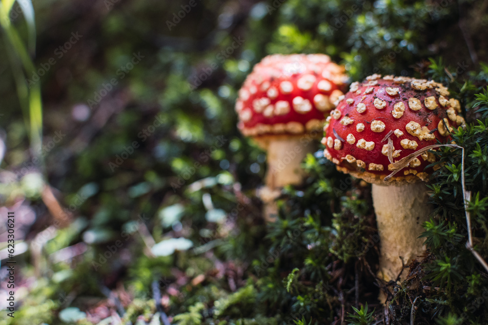 Landscape or background of a pair of red mushrooms with white spot Landscape or background of a pair of red mushrooms with white spot