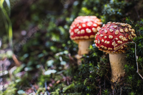 Landscape or background of a pair of red mushrooms with white spot