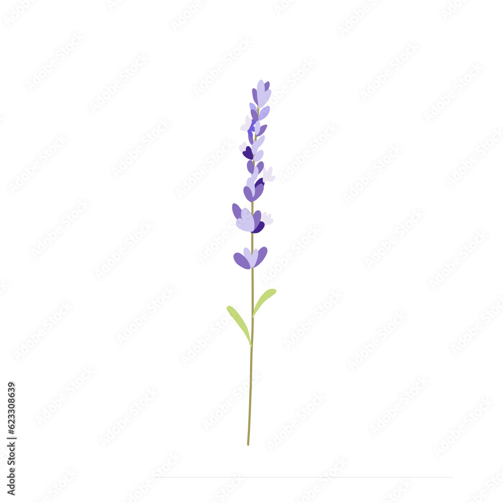 Obraz premium flowers isolated on white background