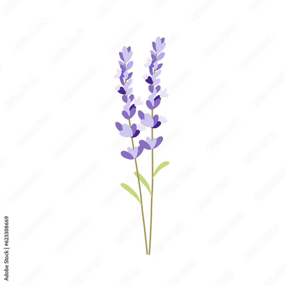 lavender isolated on white background