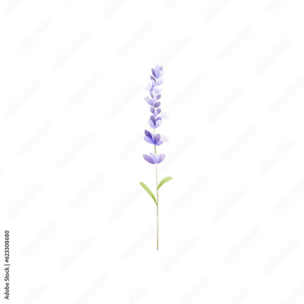 Lavender on white background