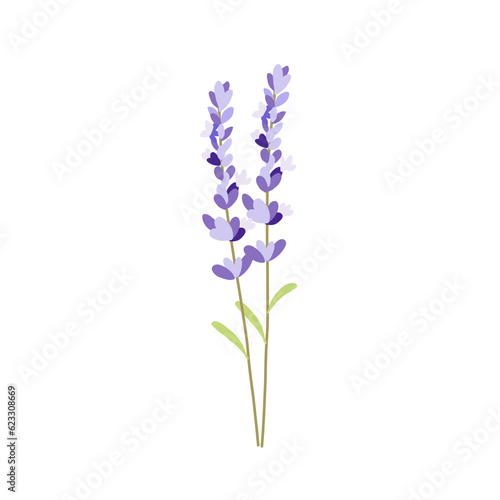 Fototapeta Naklejka Na Ścianę i Meble -  lavender isolated on white background