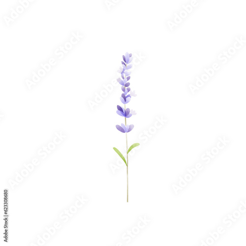 Fototapeta Naklejka Na Ścianę i Meble -  Lavender on white background