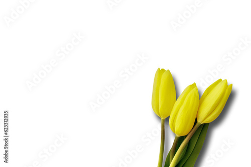 Fototapeta Naklejka Na Ścianę i Meble -  Digital png illustration of three yellow tulips on transparent background