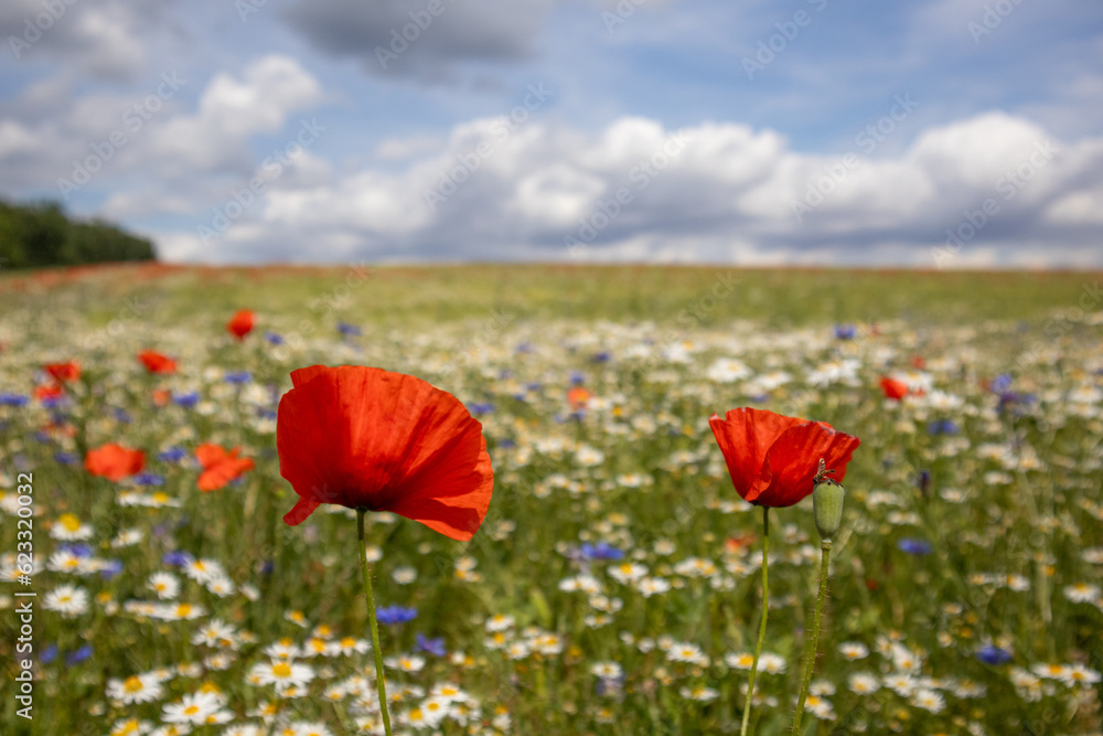 Obraz premium Feld mit Mohnblüte