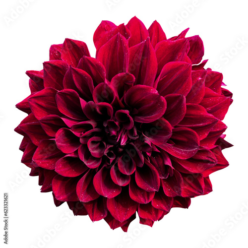 Foto red dahlia png isolated on white background