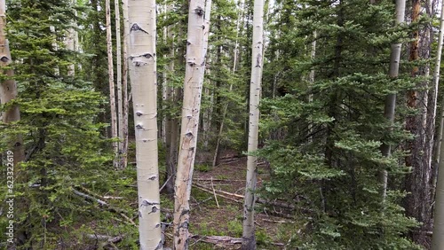 Backwards POV Aspen Pine Forest Track