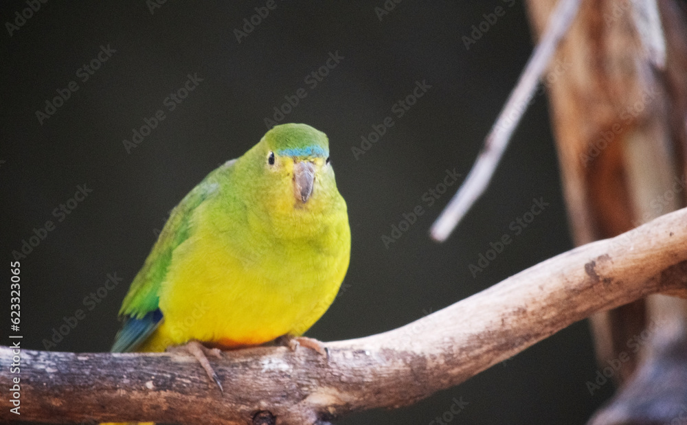 the orange bellied parrot has a blue forehead-band (that does not extend behind the eye), a green face, and blue wing-edges.