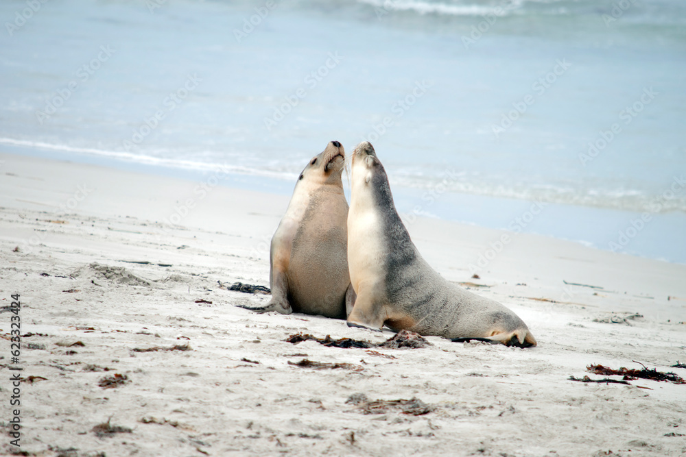 Fototapeta premium the two female sea lions greet each other on the beach