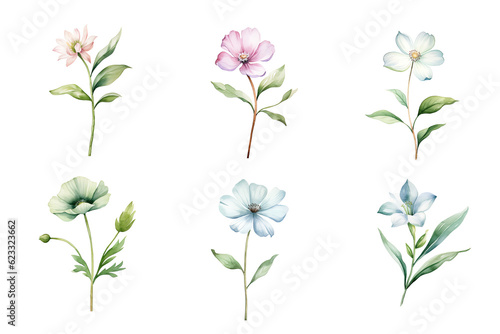 Beautiful watercolor floral hand-drawn collection, wild field flowers