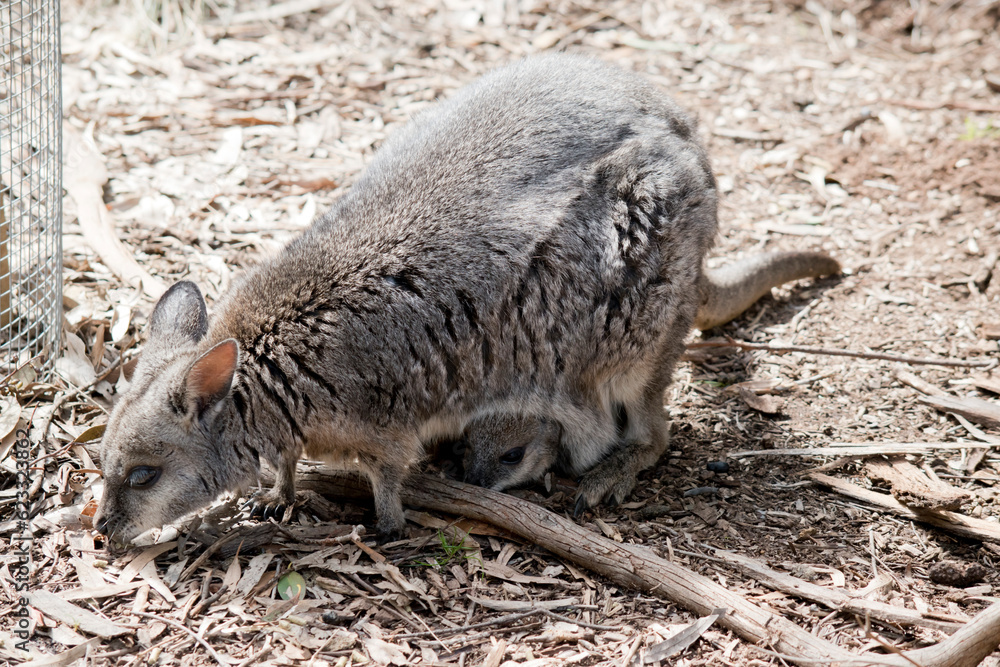 The tammar wallaby has a joey in her pouch The tammar wallaby has a joey in her pouch