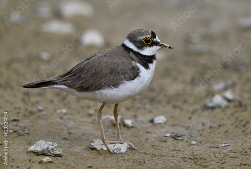 Little ringed plover // Flussregenpfeifer (Charadrius dubius) photo