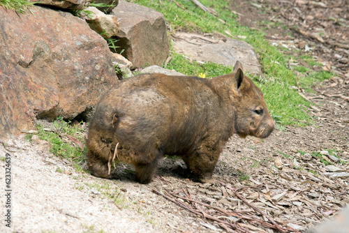 this is a Southern hairy nosed wombat