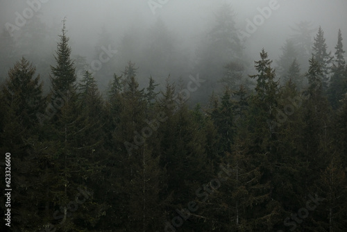 Misty and foggy morning over Hoonah  Icy Strait Point bay in early hours magical landscape scenery tranquility peaceful nature in Alaska during cruise with mountains  trees and woods and low cloudscap