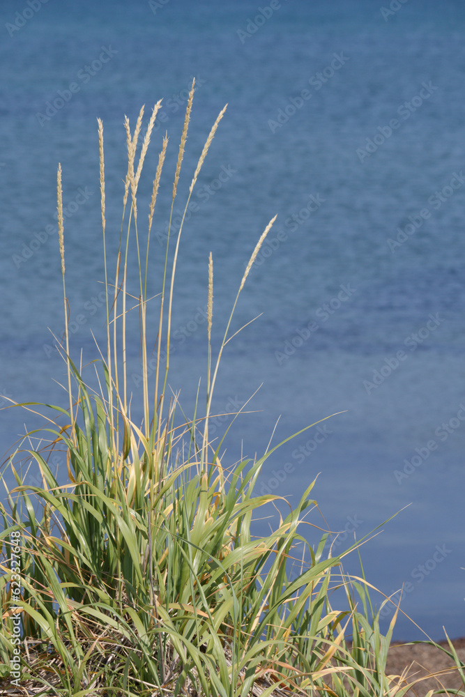 Dune grass growing on beach by blue summer sea