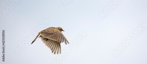 The Eurasian skylark Alauda arvensis in flight. photo