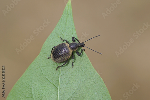 Otiorhynchus apenninus. Subfamily Broad-nosed Weevils (Entiminae). Tribe Otiorhynchini. Family Curculionidae. Probably! not been confirmed by an expert. On a lilac leaf. June, Dutch garden.  photo