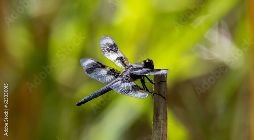 A dragon fly resting on a pond reed.