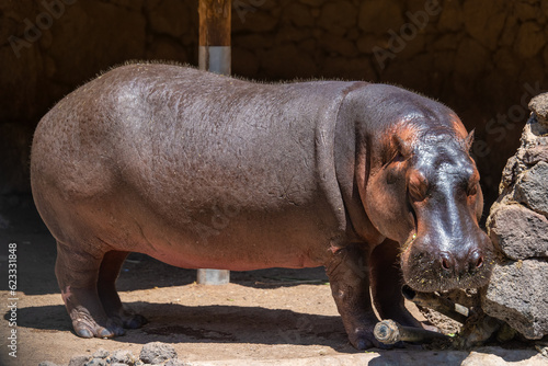 A large hippopotamus in the zoo on a sunny summer day. Fuerteventura, Canary Islands.