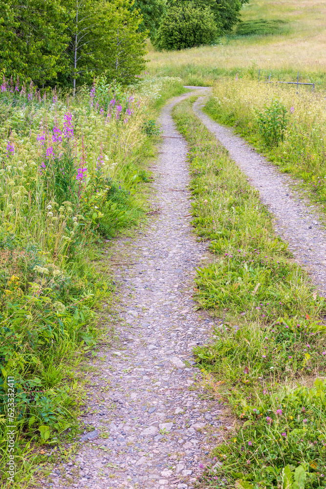 Meadow with a dirt road in the countryside Meadow with a dirt road in the countryside
