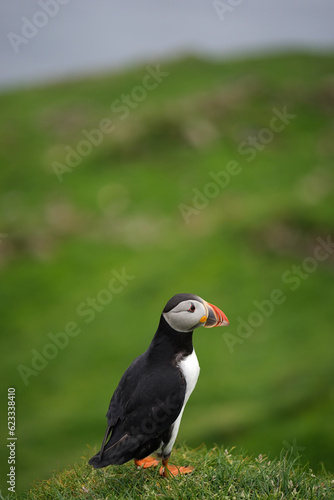 atlantic puffin or common puffin © Anchalee